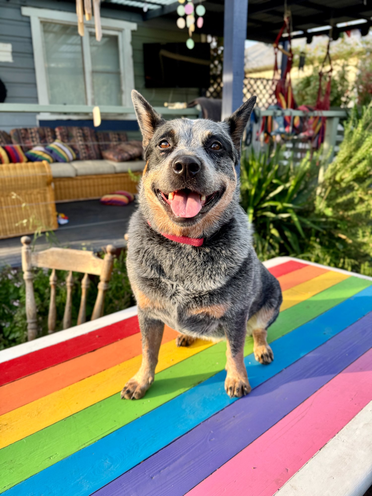 Ash the blue cattle dog sitting on a rainbow-painted picnic table, tongue out and smiling