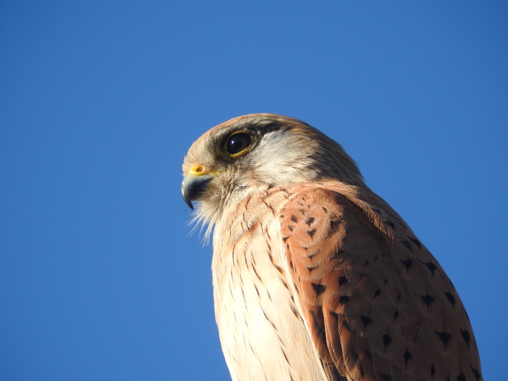 Close-up portrait of a nankeen kestrel with brown and cream feathers against a blue sky