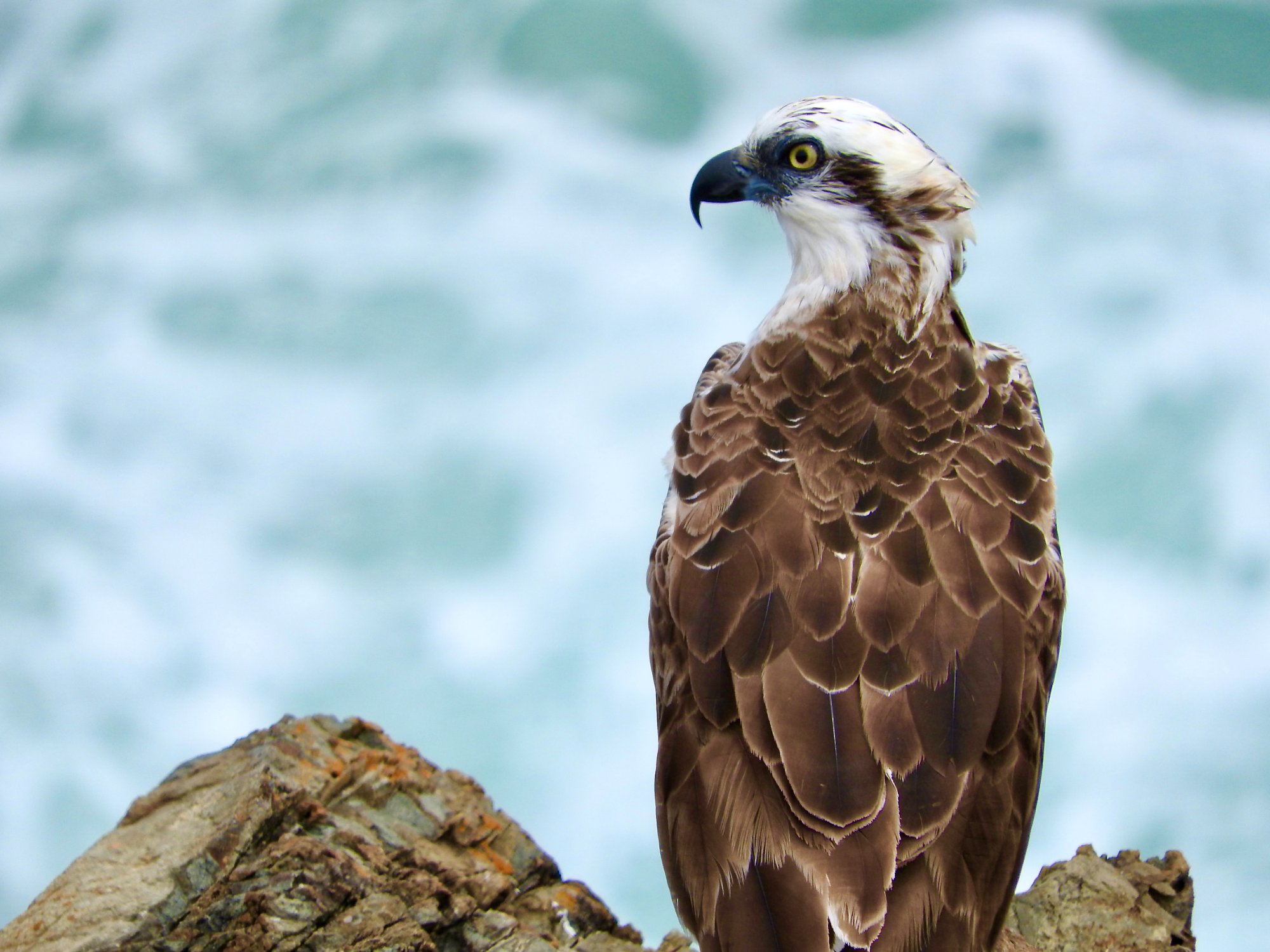 Eastern osprey perched on driftwood above crashing waves, looking over its shoulder