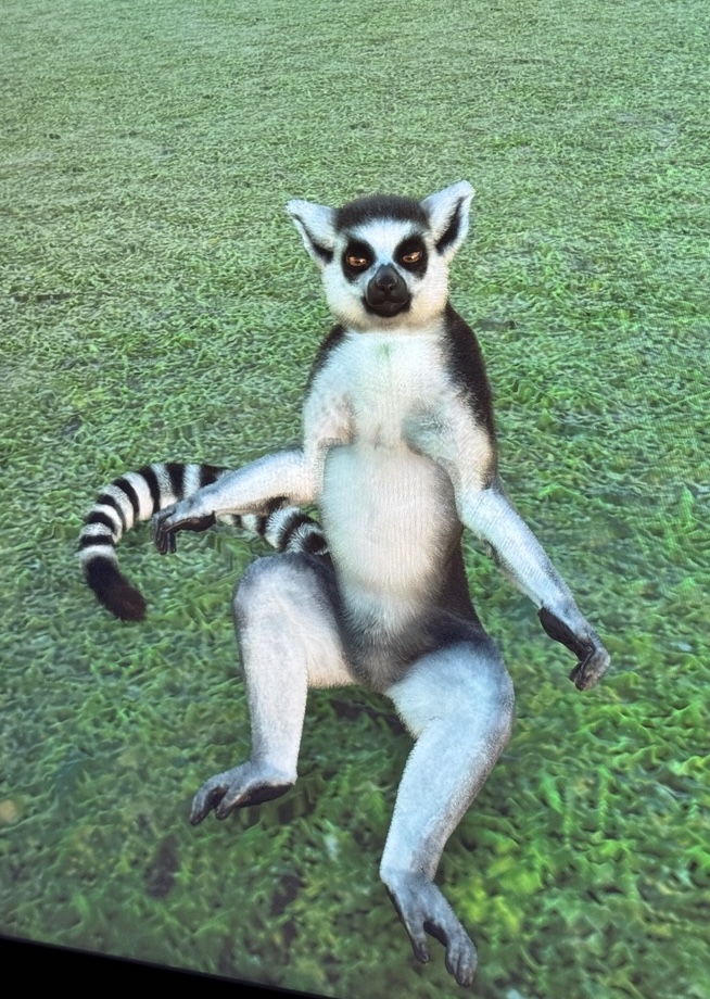 A ring-tailed lemur lounging on the grass in Planet Zoo