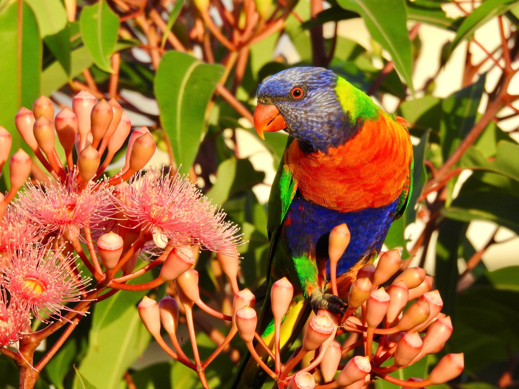 Rainbow lorikeet perched among pink eucalyptus blossoms